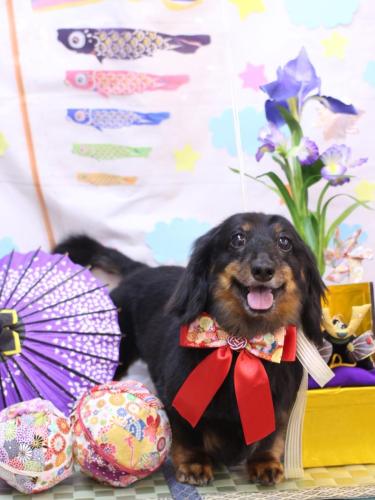 20240501ハルちゃん